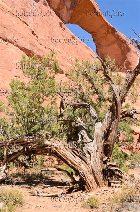 Image Utah Juniper Juniperus Osteosperma At Skyline Arch Arches