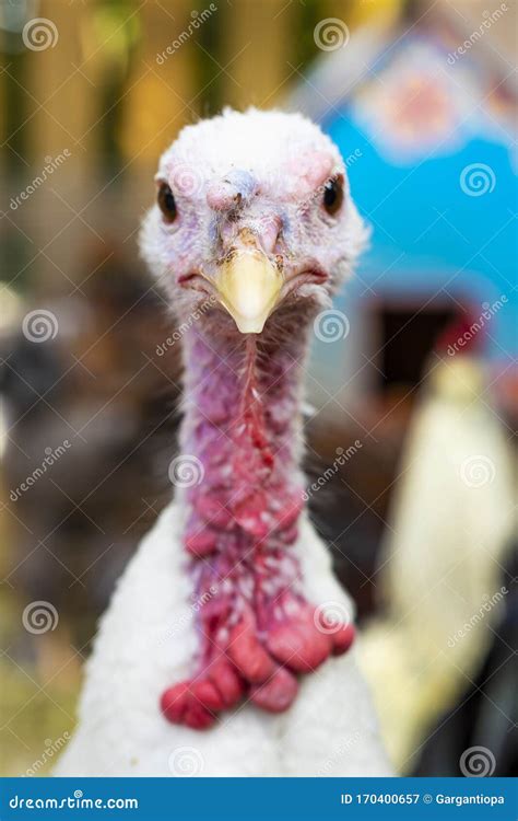 White Turkey Portrait Stock Image Image Of Portrait 170400657