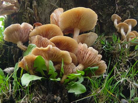 Mushrooms Of Nw Arkansas Pics Mushroom Hunting And
