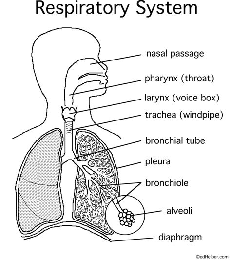 Respiratory System Diagram With Labels