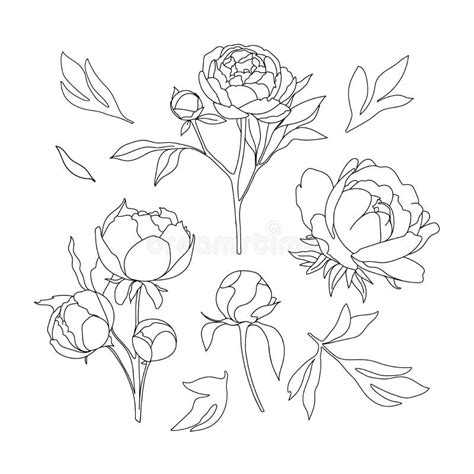 Set Of Hand Drawn Peony Flowers Stock Vector Illustration Of