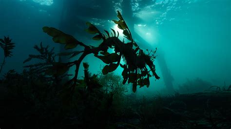 Leafy Seadragon Great Southern Reef