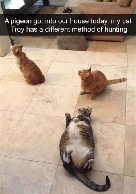 50 Top Cat Meme Pictures Images And Photos Quotesbae