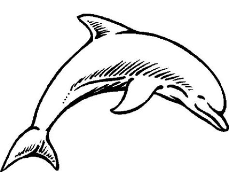 We did not find results for: Dolphin Beauty Curve Page To Color Coloring Page : Kids ...