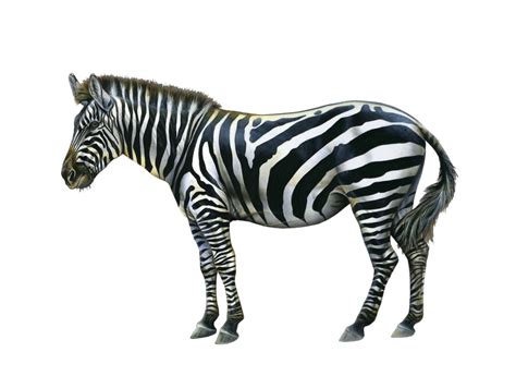 Zebra PNG image