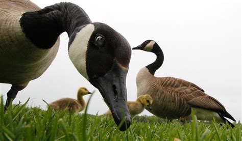 咏鹅 ode to the goose. Reintroduction of the Canada Goose