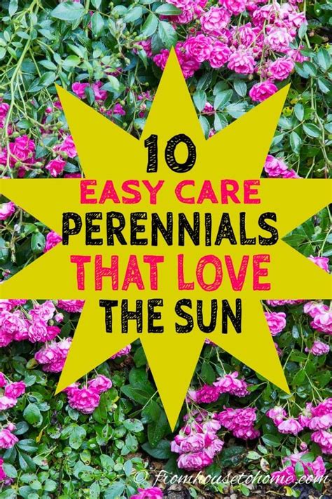 Watering is recommended to maintain lush bright osteospermums need full sun, and as well as putting on a summer long show in the borders they will also thrive in containers on a sunny patio. Full Sun Perennials: 10 Beautiful Low Maintenance Plants ...