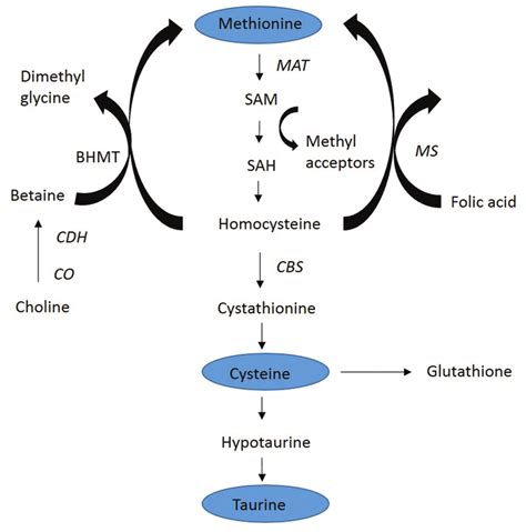 Schematic Figure Of Methionine Pathways Producing Cysteine And Taurine