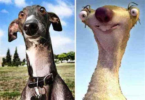 27 Unbelievably Accurate Dog Lookalikes That Will Give You Chills