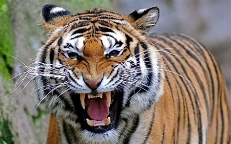 Tesoro Salvaje Tigre De Bengala