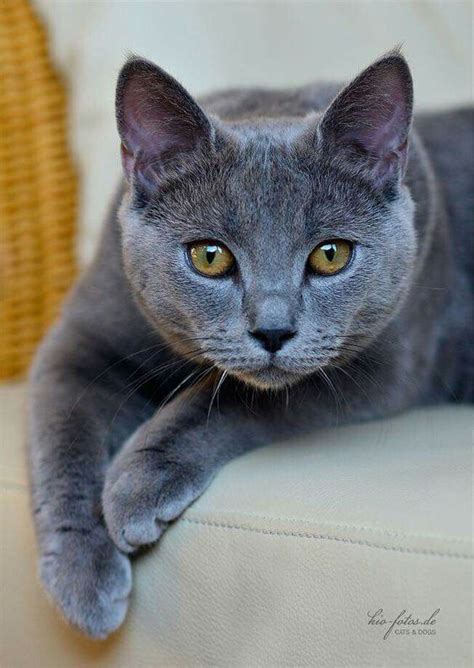 Chartreux Cat Breeds Profile And Characteristcs Cats In Care