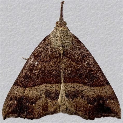 Snout Hypena Proboscidalis Moth 2477 72003
