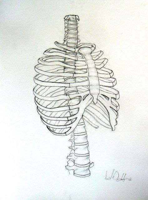 Rib Cage Drawing Inspiration Pinterest Rib Cage Anatomy And