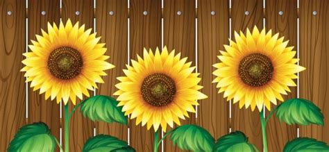 Colorful vector clipart of ukrainian. Fence Sunflower Pictures Illustrations, Royalty-Free ...