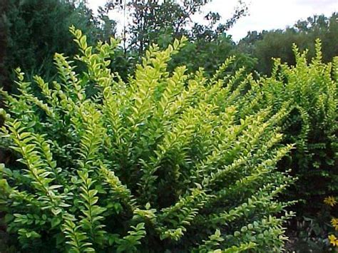 However, if your hedge produces spring flowers. Best ShrubsLigustrum 'Vicaryi' golden privet Deciduous ...