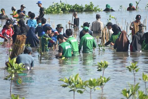 Cegah Abrasi Pantai Lazis Wahdah Ikut Tanam 1500 Bibit Mangrove Di