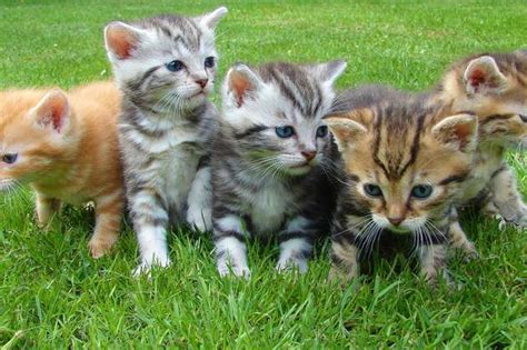 Las 5 Razas De Gatos Mas Pequenos Del Mundo Últimas Noticias Fotos