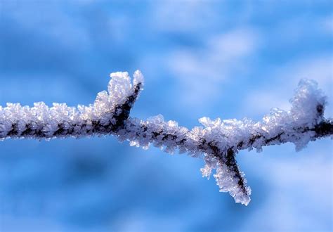 Twig Covered Ice Thorns Eiskristalle Frost Winter Crystal