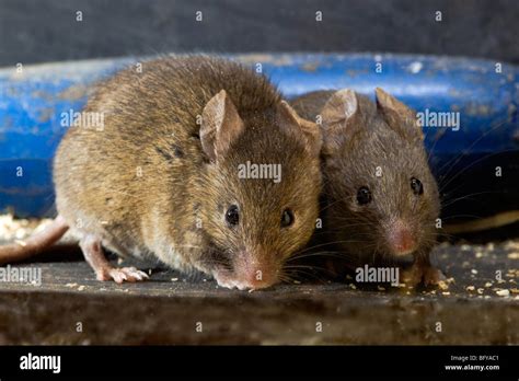 House Mouse Mus Musculus Pair Stock Photo Alamy
