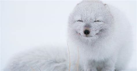 Smiling Arctic Fox Imgur