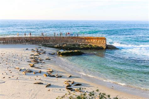 10 Best Beaches In La Jolla For Families Surfing And More La Jolla Mom