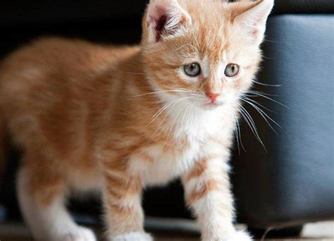 Use them in commercial designs under lifetime, perpetual & worldwide rights. Absolutely Adorable Kitten Photos | Too Cute | Animal Planet