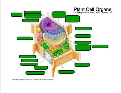 Plant Cell Diagram Quizlet
