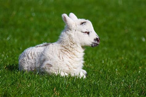 Hd Wallpaper White Lamb Laying On Grass Animal Baby Cute Farm