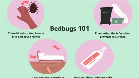 How To Protect Yourself From Bed Bugs At Night Hanaposy