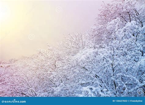 Winter Background With Snowy Trees Beautiful Winter Landscape With
