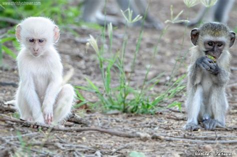 The Only White Monkey In The Whole World