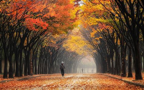 Korea Autumnn Wallpapers Wallpaper Cave