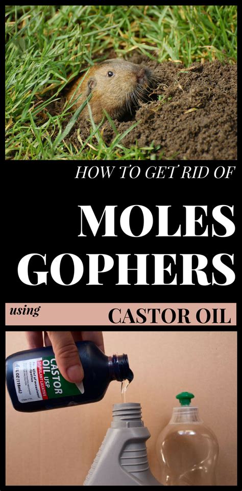 Scare moles and gophers away; How To Get Rid Of Moles And Gophers Using Castor Oil ...