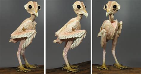 Why This Naked Owl Without Feathers Is Breaking The Internet
