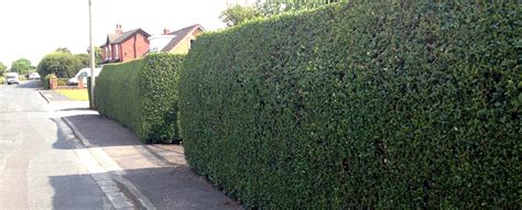 If we look at golden privet hedge spacing as an example, we offer various plant sizes; Green Privet Hedging Plants | Hedging UK