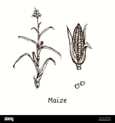 Maize Plant And Corn On Cob Ink Black And White Doodle Drawing In