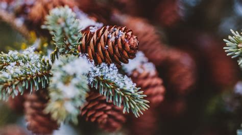 Download 1920x1080 Conifer Cone Spruce Snow Winter Pine Wallpapers