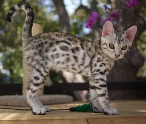 36 Best Images About Silver Bengal Cats On Pinterest Best Tabby Cats
