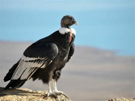 The Andean Condor Ecuador National Animal