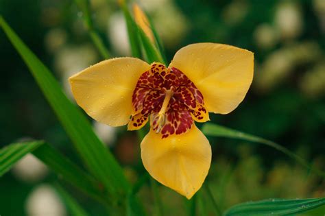Tiger Flowers Plant Care Growing Guide