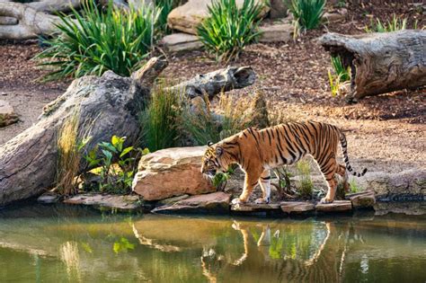 The Very Important Key Role Tigers Play To The Ecosystem Electric