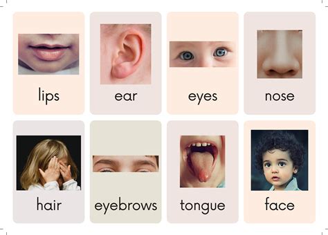 Face And Body Parts Flashcards Printable Download Montessori Etsy
