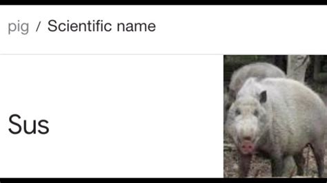 Among Us Sus Pig Meme The Scientific Name For Pig Youtube