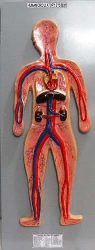 Sistema Circulatorio Ideas Para Maquetad Sistema Circulatorio
