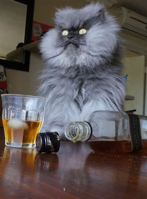 drunk cat on Tumblr