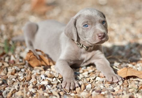 Beautiful Weimaraner Puppy With Very Pretty Blue Eyes Weimaraner