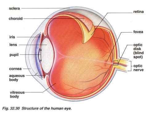 Brain Post How Big Is Your Blind Spot Human Eye