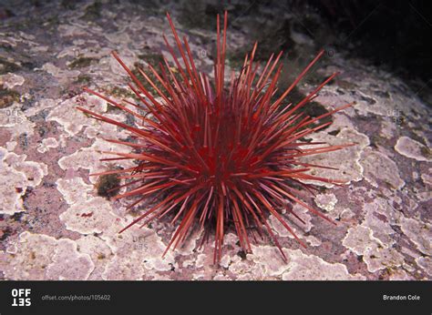 One Large Red Sea Urchin Stronglyocentrotus Franciscanus Stock Photo