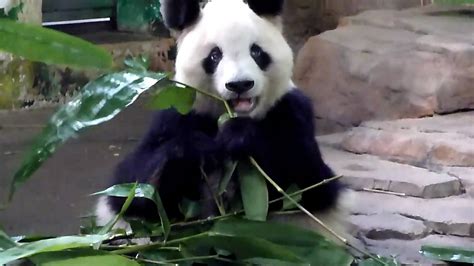Cute Panda Eating Bamboo Hd Youtube