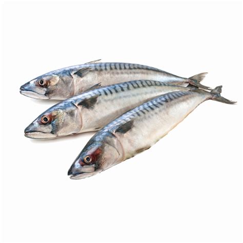 Mackerel Northumberland Seafood